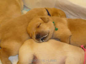 おなかいっぱい